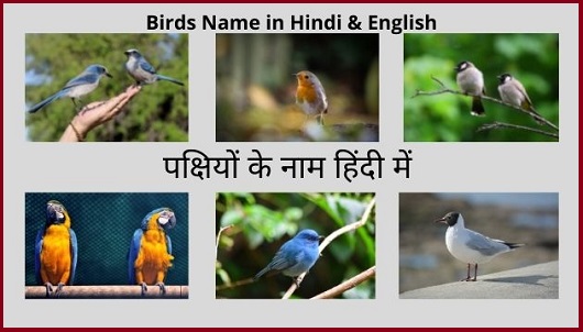 55+ Birds Name in Hindi & english | पक्षियों के नाम हिंदी और अंग्रेजी में  सूची