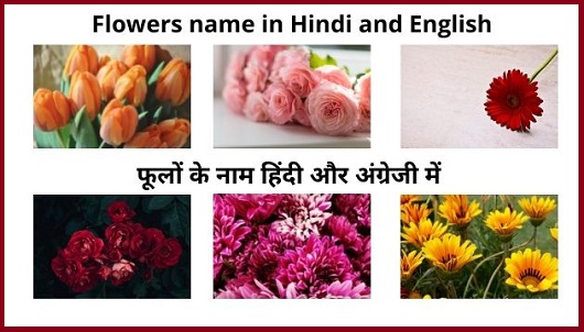 फूलों-का-नाम-हिंदी-में 