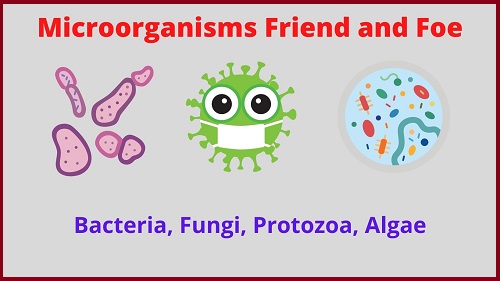 Microorganisms-Friend-and-Foe-solution